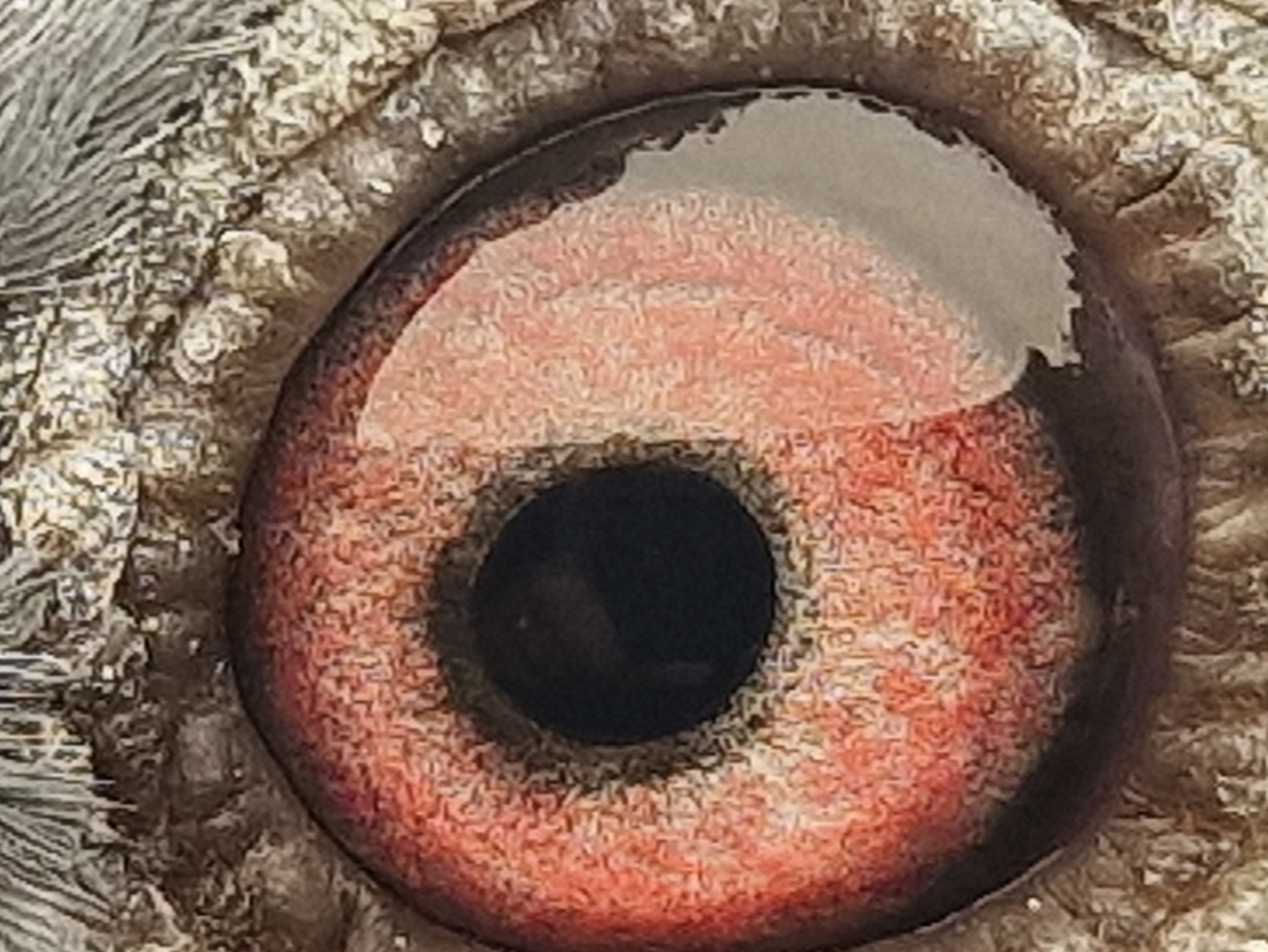 Pigeon eye
